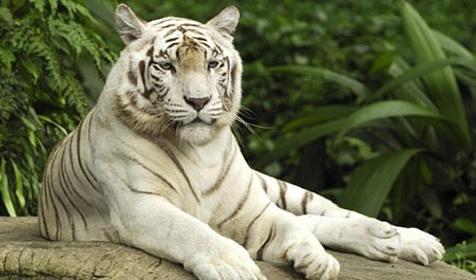 Обитатели Сафари-парка. Краснодар