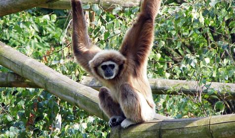 Обитатели Сафари-парка. Краснодар