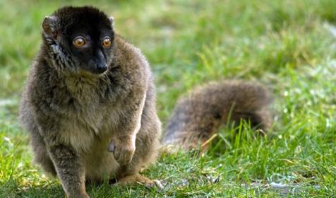 Обитатели Сафари-парка. Краснодар