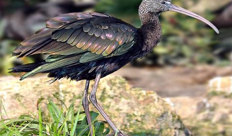 Обитатели Сафари-парка. Краснодар