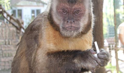 Обитатели Сафари-парка. Краснодар