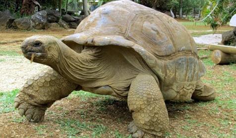 Обитатели Сафари-парка. Краснодар