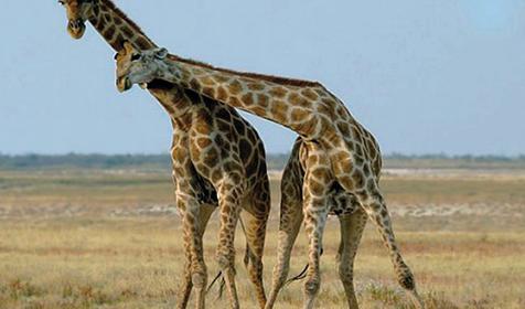 Обитатели Сафари-парка. Краснодар