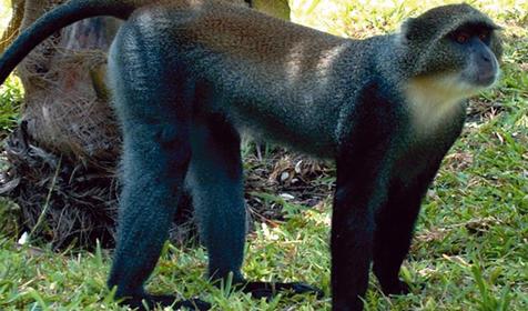 Обитатели Сафари-парка. Краснодар