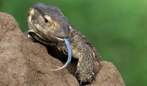 Обитатели Сафари-парка. Краснодар