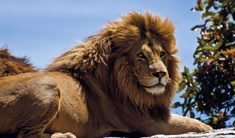 Обитатели Сафари-парка. Краснодар