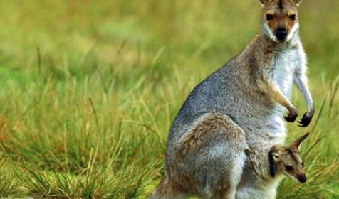 Обитатели Сафари-парка. Краснодар