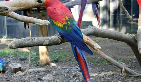 Обитатели Сафари-парка. Краснодар