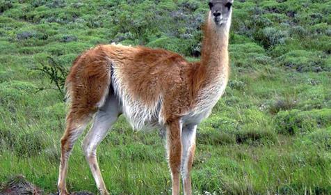 Обитатели Сафари-парка. Краснодар