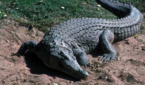 Обитатели Сафари-парка. Краснодар