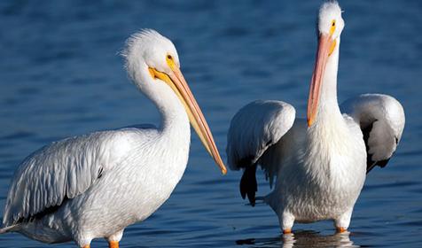 Обитатели Сафари-парка. Краснодар