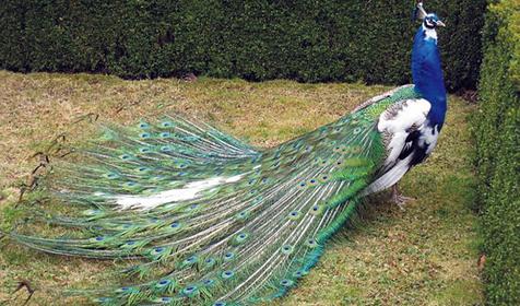 Обитатели Сафари-парка. Краснодар