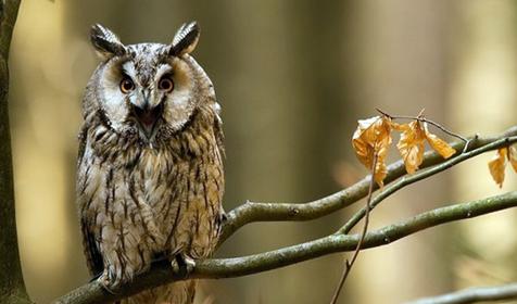 Обитатели Сафари-парка. Краснодар