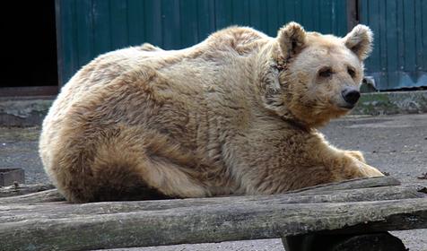 Обитатели Сафари-парка. Краснодар