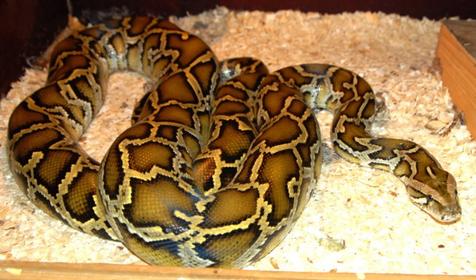 Обитатели Сафари-парка. Краснодар