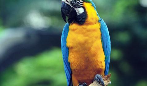 Обитатели Сафари-парка. Краснодар