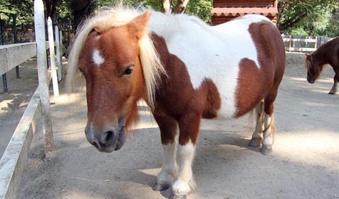 Обитатели Сафари-парка. Краснодар