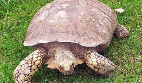 Обитатели Сафари-парка. Краснодар