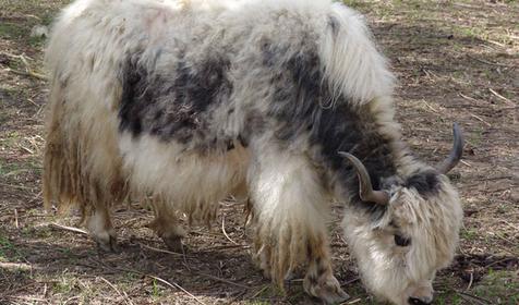 Обитатели Сафари-парка. Краснодар