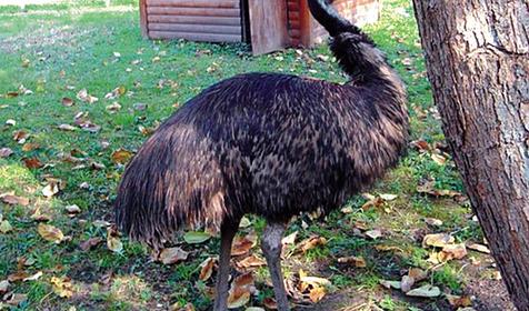 Обитатели Сафари-парка. Краснодар