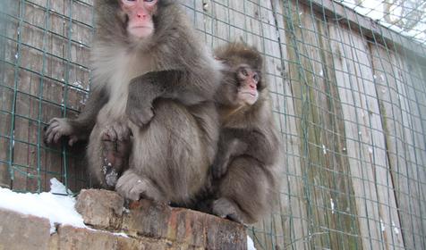 Обитатели Сафари-парка. Краснодар