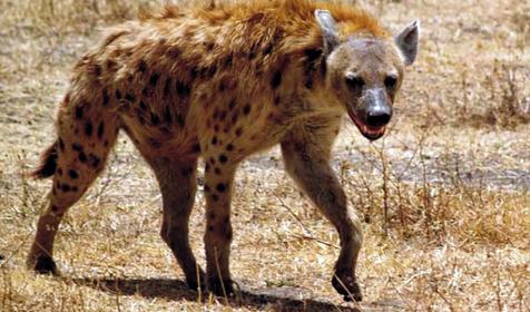 Обитатели Сафари-парка. Краснодар