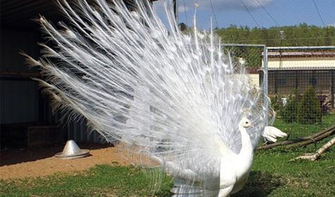 Обитатели Сафари-парка. Краснодар