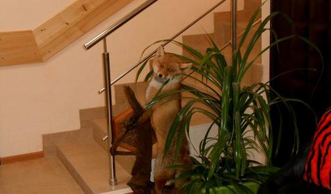 Гостевой дом Лисья Нора, п. Псебай