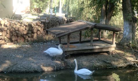 Территория. База отдыха Лесная, республика Адыгея, Шапшугжское шоссе