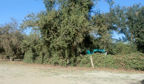 Территория. База отдыха Лесная, республика Адыгея, Шапшугжское шоссе