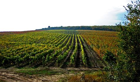 Гай-Кодзор. Анапа