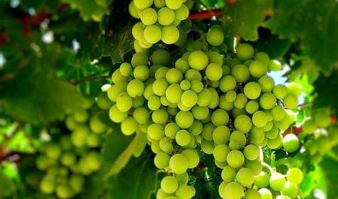 поселок Виноградный. Анапа