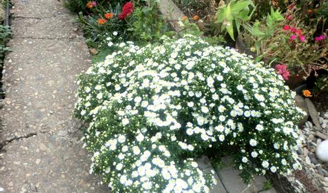 Гостевой дом Оазис, Туапсинский район, пос. Новомихайловский