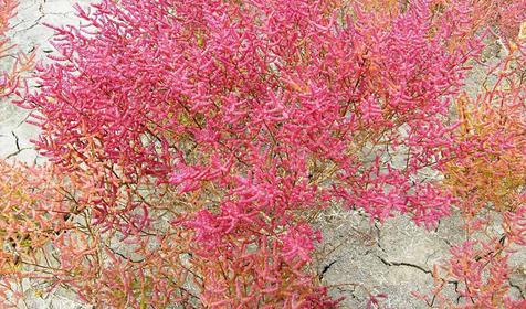 Озеро Ханское. Ейский район