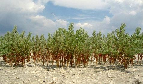 Озеро Ханское. Ейский район