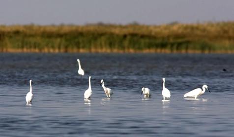Озеро Ханское. Ейский район