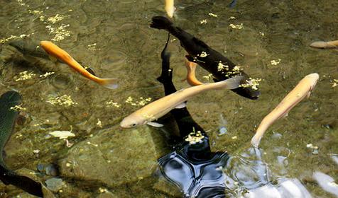 родник Наташа. Михайловский перевал. Геленджик