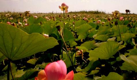 Долина лотосов. Благовещенская. Анапа