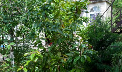 Гостевой дом Магнолия, пос. Новомихайловский