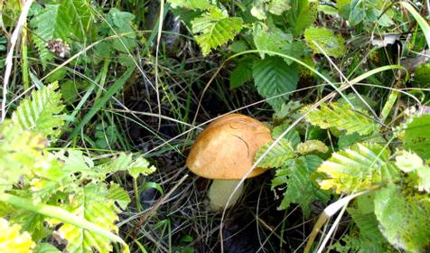 Гостевой дом Темнолесский, ст. Темнолесская