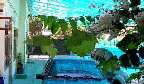 Гостевой дом Юг, г. Сочи, Адлерский район