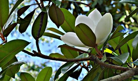 Пансионат "Южный", г. Геленджик, х. Бетта