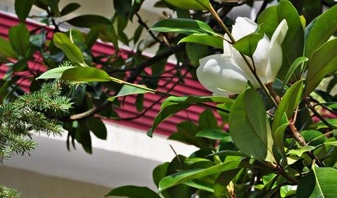 Пансионат "Южный", г. Геленджик, х. Бетта