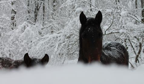База отдыха Кордон Дальний, Туапсинский р-н, с. Молдовановка