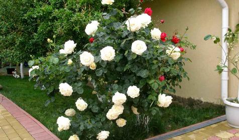 Отель Вариант, Сочи, Адлер