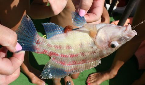 Морские прогулки, г. Анапа