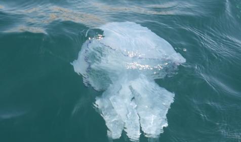 Морские прогулки, г. Анапа