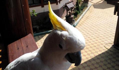 Гостиница "Мороша", Туапсинский район, п. Агой.