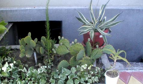 Территория. Гостевой дом Анис, г. Сочи, пос. Лоо