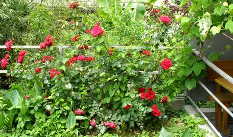 Территория. Гостевой дом Анис, г. Сочи, пос. Лоо